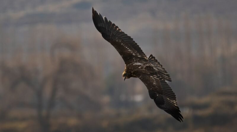 Captive Breeding Programs: Saving Endangered Species