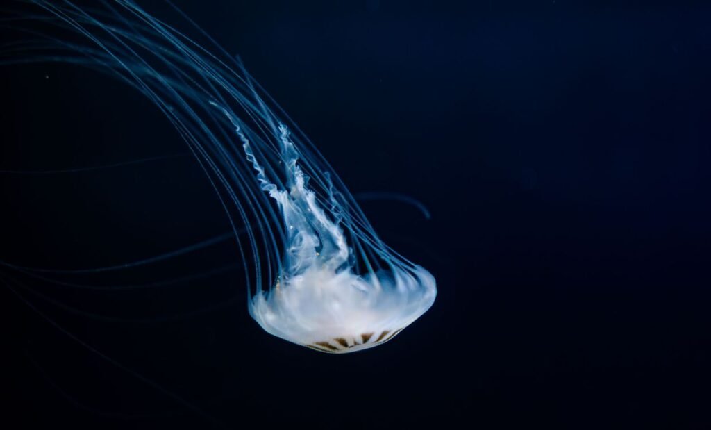 Jellyfish Facts: 20 Surprising Truths About Sea Jellies