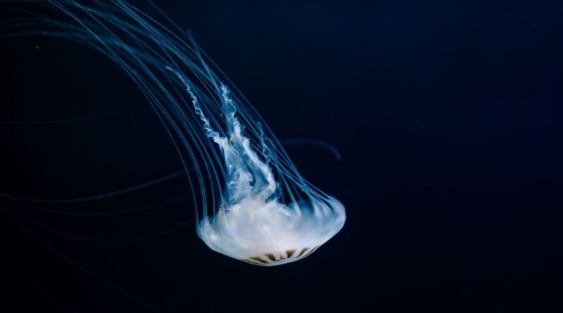 Jellyfish Facts: 20 Surprising Truths About Sea Jellies