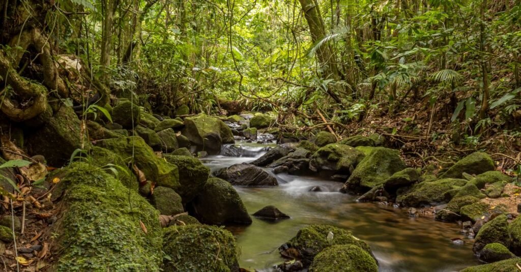 Why Biodiversity Matters: What Nature Does for Us All