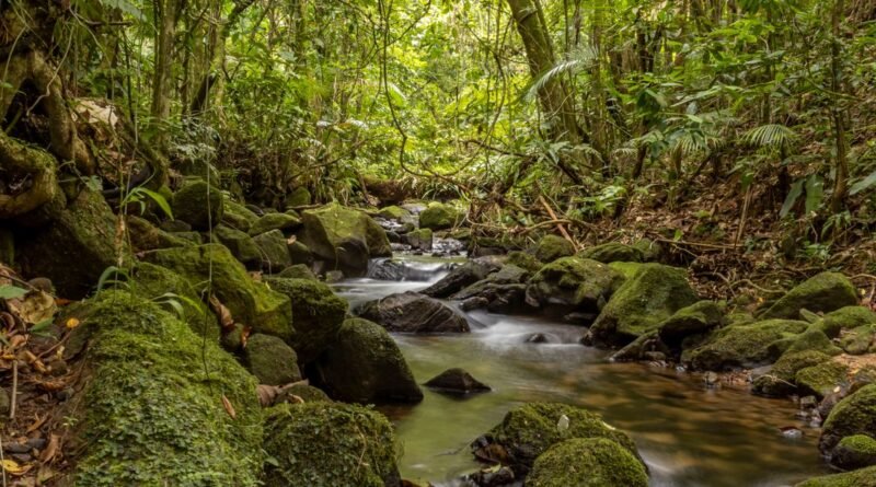 Why Biodiversity Matters: What Nature Does for Us All