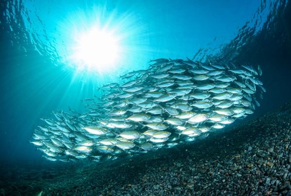 Sardine Run South Africa: The Greatest Shoal on Earth