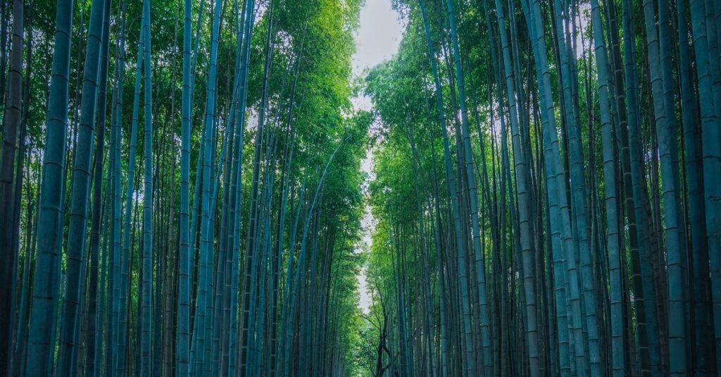 Bamboo Facts: 15 Things You Didn't Know About Bamboo