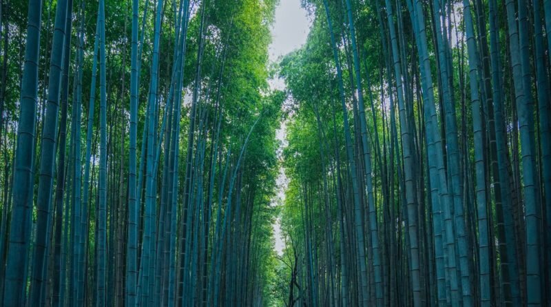 Bamboo Facts: 15 Things You Didn't Know About Bamboo