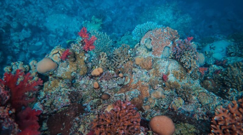 Coral Reef Facts: 25 Things You Should Know About Reefs