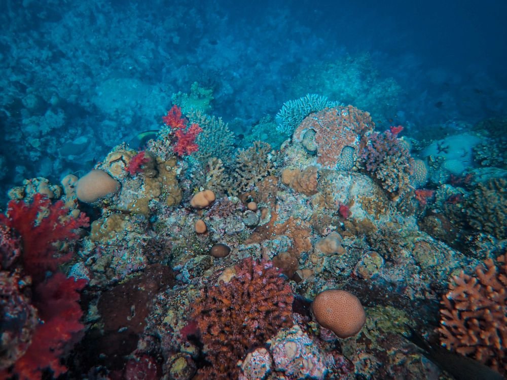 Coral Reef Facts: 25 Things You Should Know About Reefs