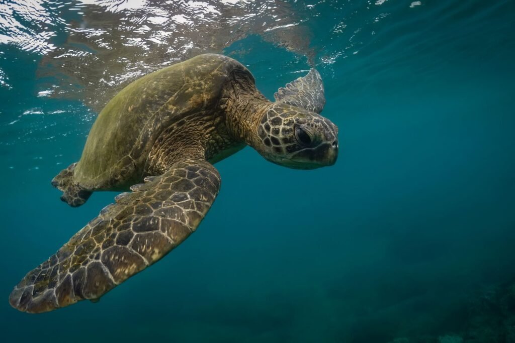 7 Sea Turtle Species: Meet the Ocean's Ancient Mariners