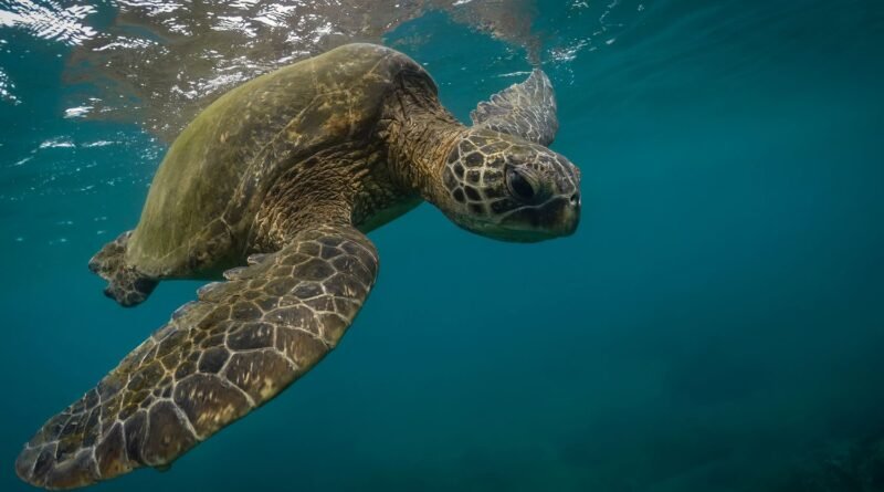 7 Sea Turtle Species: Meet the Ocean's Ancient Mariners