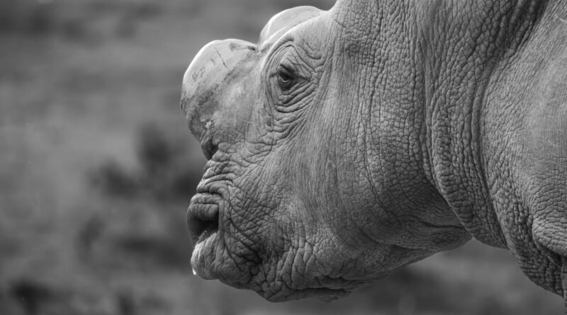 Wildlife Trafficking Facts: The $20B Illegal Trade