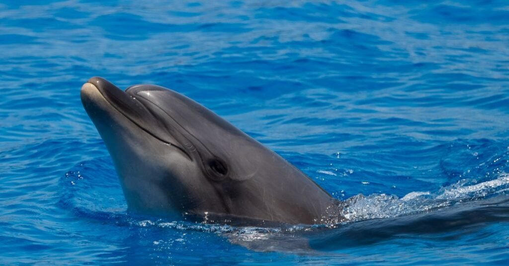 How Dolphin Echolocation Works: Nature's Sonar Explained