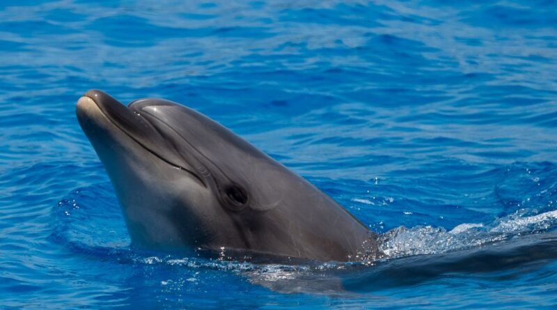 How Dolphin Echolocation Works: Nature's Sonar Explained
