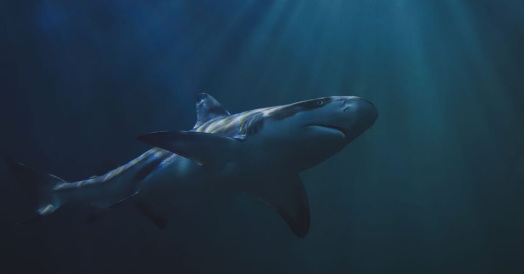 Great White Shark Facts: Size, Teeth, Diet, Lifespan Guide