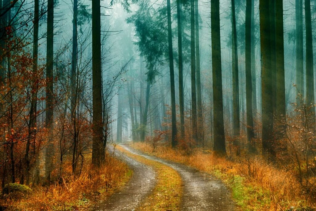 Shinrin-Yoku Benefits: The Science of Forest Bathing