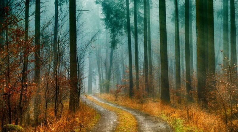 Shinrin-Yoku Benefits: The Science of Forest Bathing