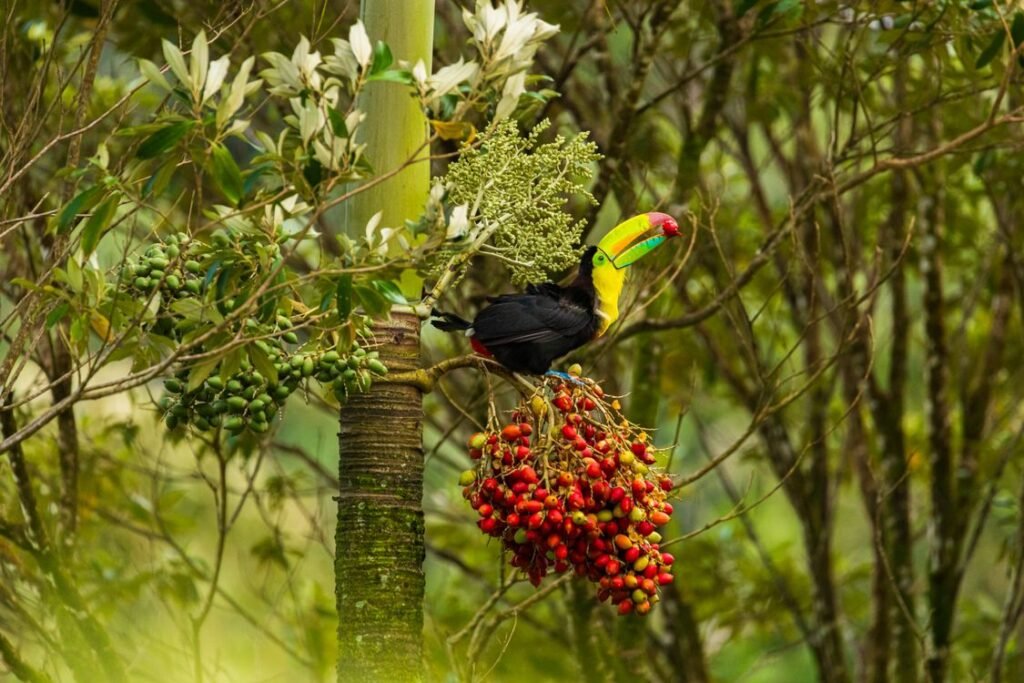 What Is Biodiversity? Definition, Types and Importance