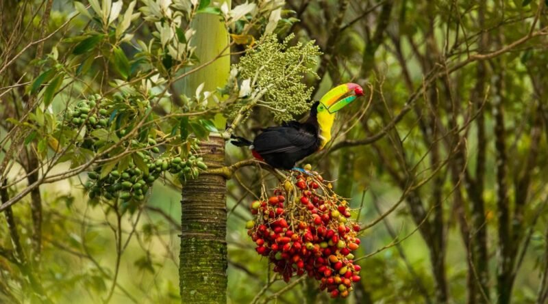 What Is Biodiversity? Definition, Types and Importance