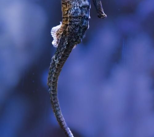 Seahorse Facts: 21 Surprising Things About Seahorses