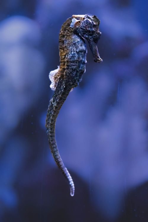Seahorse Facts: 21 Surprising Things About Seahorses