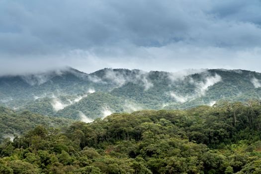 Cloud Forest Facts: Secrets of the Misty Mountains