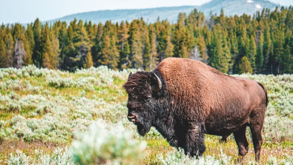 Rewilding Explained: Letting Nature Heal Itself Again