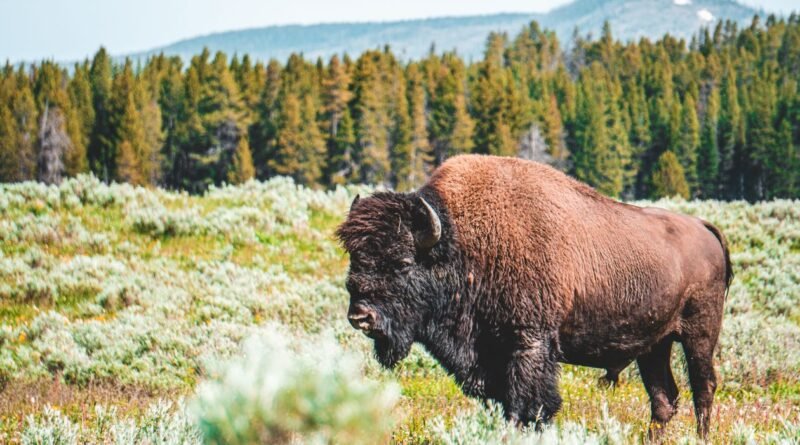 Rewilding Explained: Letting Nature Heal Itself Again