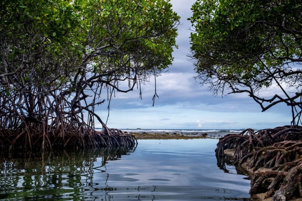 Mangrove Forest Importance: Nature's Coastal Guardians