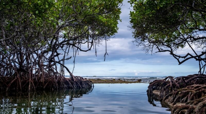Mangrove Forest Importance: Nature's Coastal Guardians
