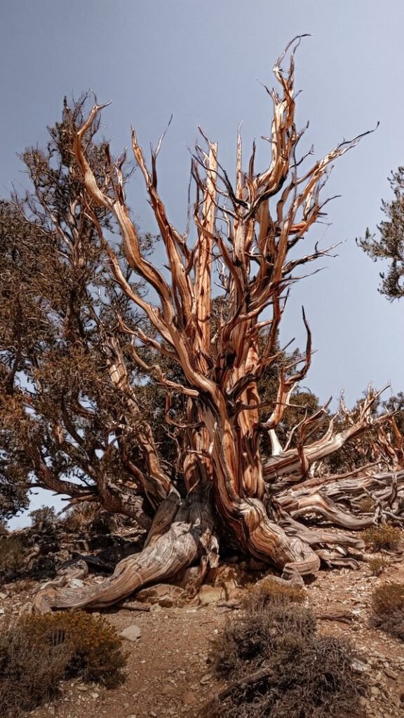 Bristlecone Pine: The Oldest Tree on Earth, Explained