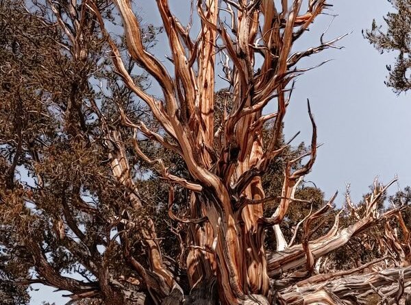 Bristlecone Pine: The Oldest Tree on Earth, Explained