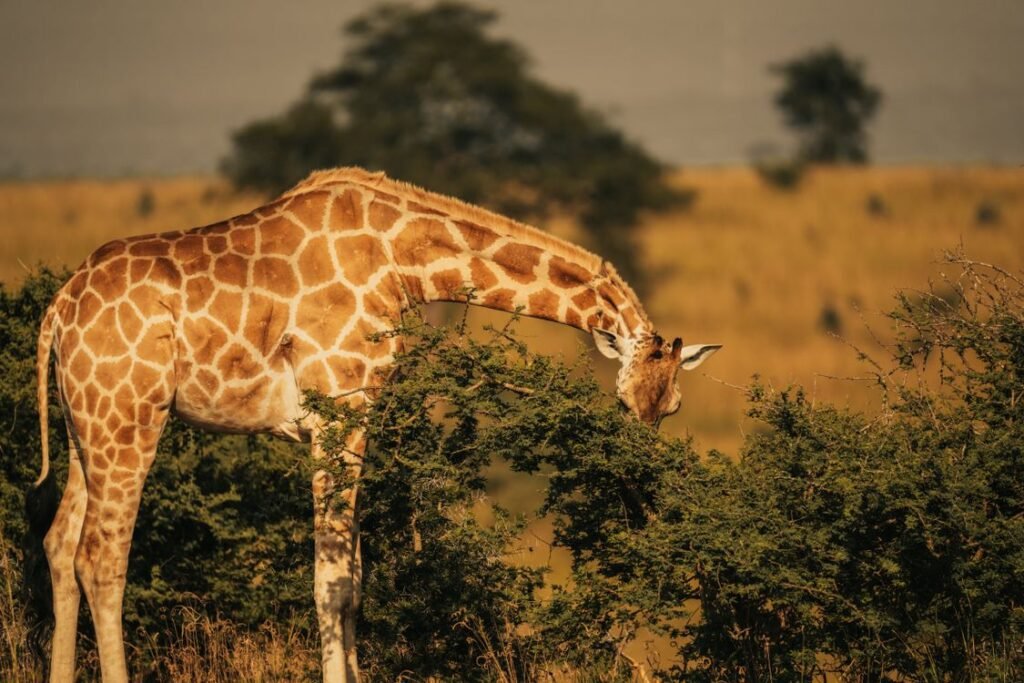 Wildlife Conservation Explained: Key Methods That Work