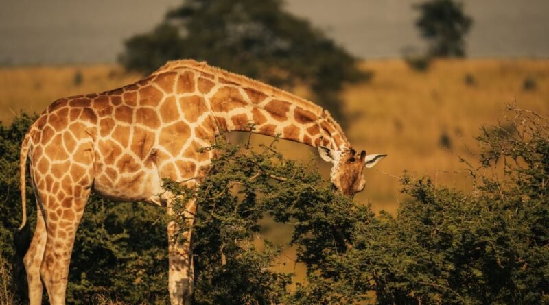 Wildlife Conservation Explained: Key Methods That Work