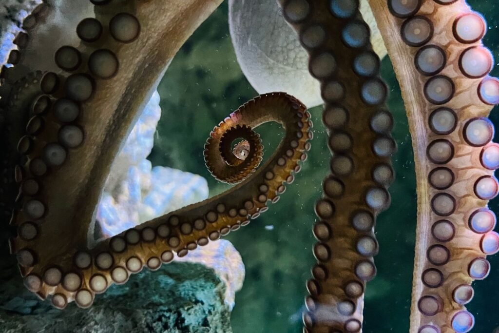 How Smart Is an Octopus? Inside the Ocean's Cleverest Mind