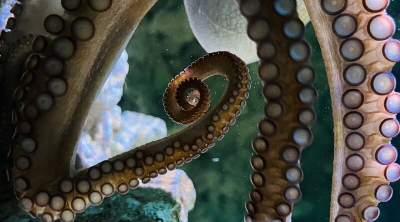 How Smart Is an Octopus? Inside the Ocean's Cleverest Mind
