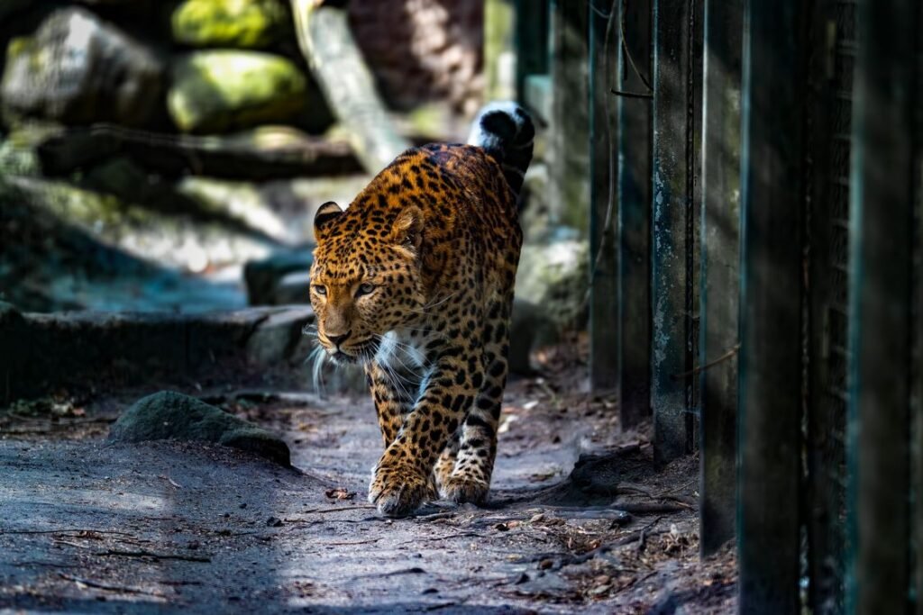 What Is Poaching? Causes, Effects and How to Stop It