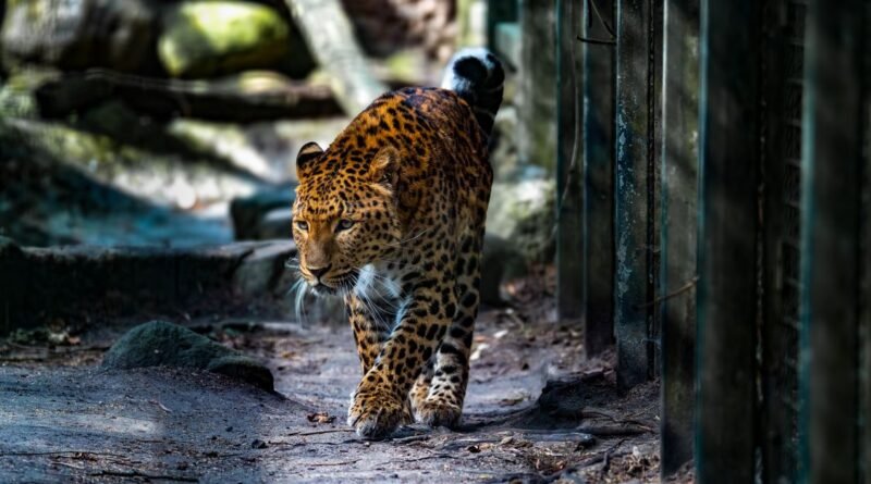 What Is Poaching? Causes, Effects and How to Stop It