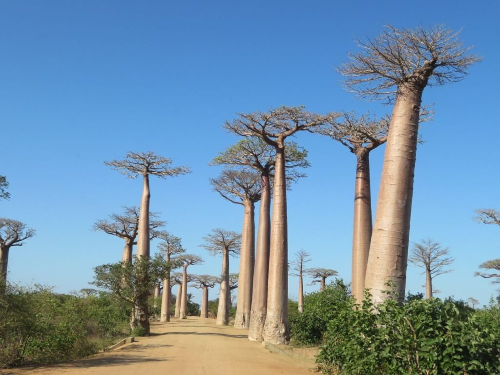 Baobab Tree Facts: The Ancient Tree of Life Explained