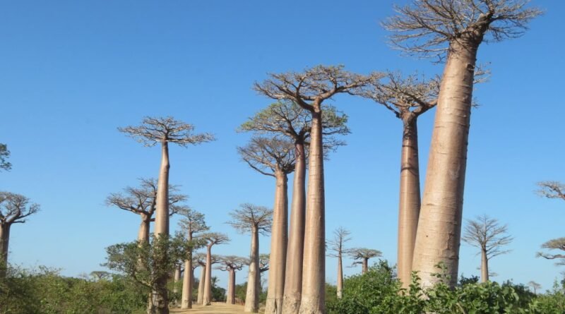 Baobab Tree Facts: The Ancient Tree of Life Explained