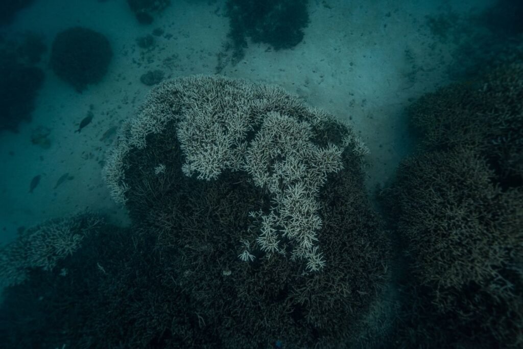 Coral Bleaching Causes: Why Reefs Are Turning White