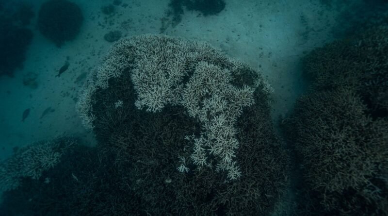 Coral Bleaching Causes: Why Reefs Are Turning White