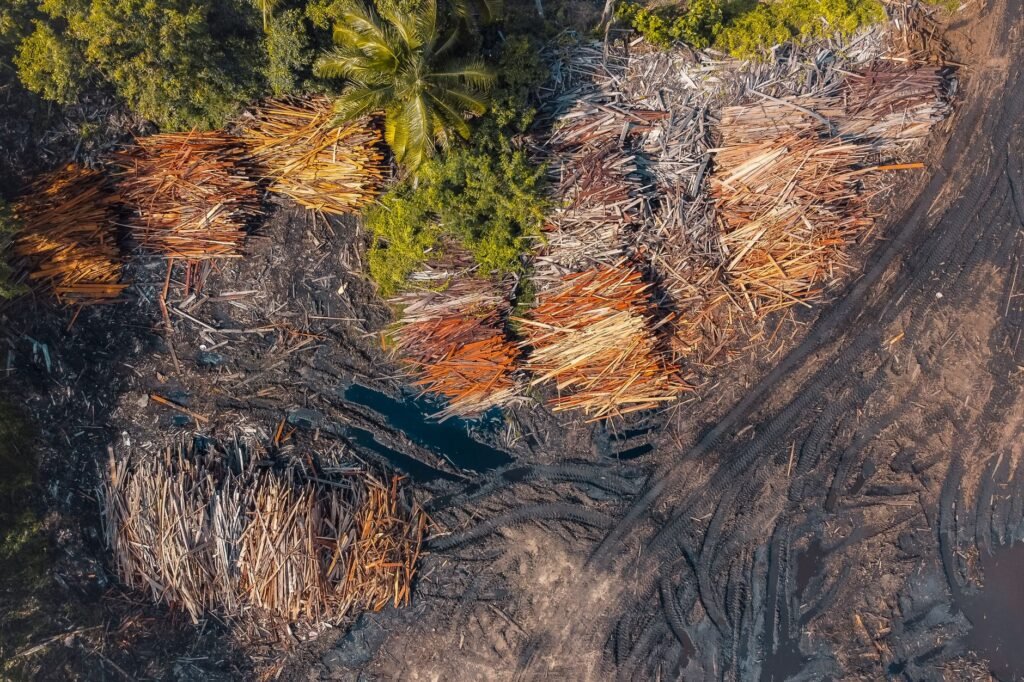 Causes of Deforestation: What Is Destroying Our Forests