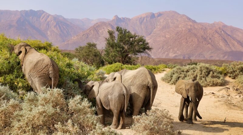 Community-Based Conservation: How Locals Save Wild Places