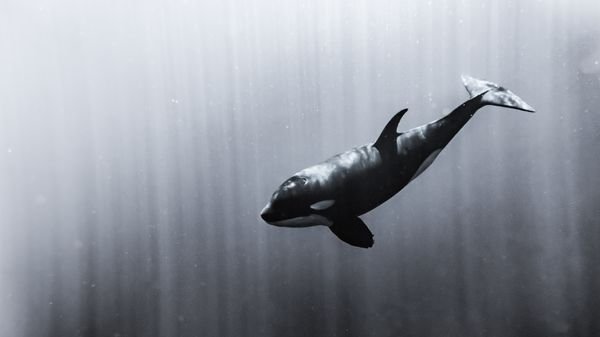 Orca Killer Whale Facts: The Ocean's Smartest Apex Hunter