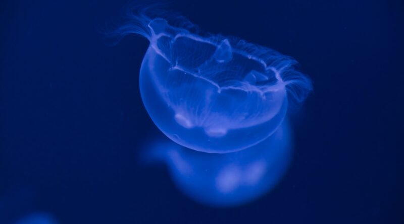 Ocean Sunfish (Mola Mola) Facts: The Giant With No Tail