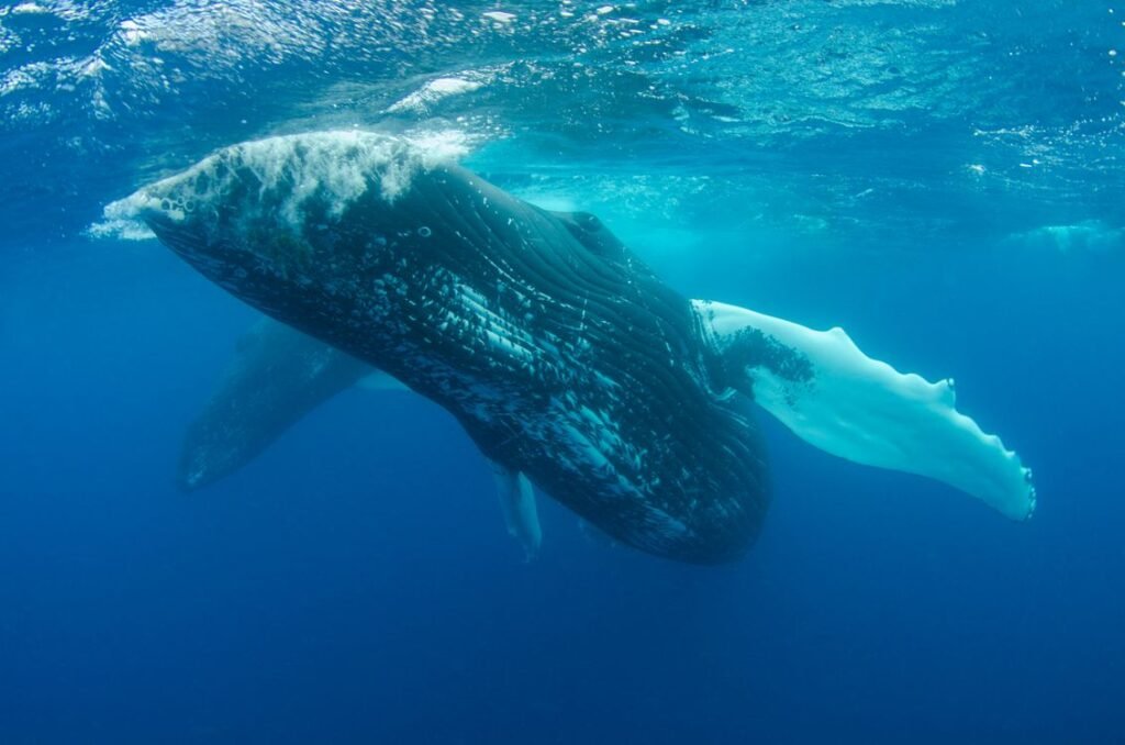Blue Whale Facts: Size, Diet, Sounds and Lifespan Guide