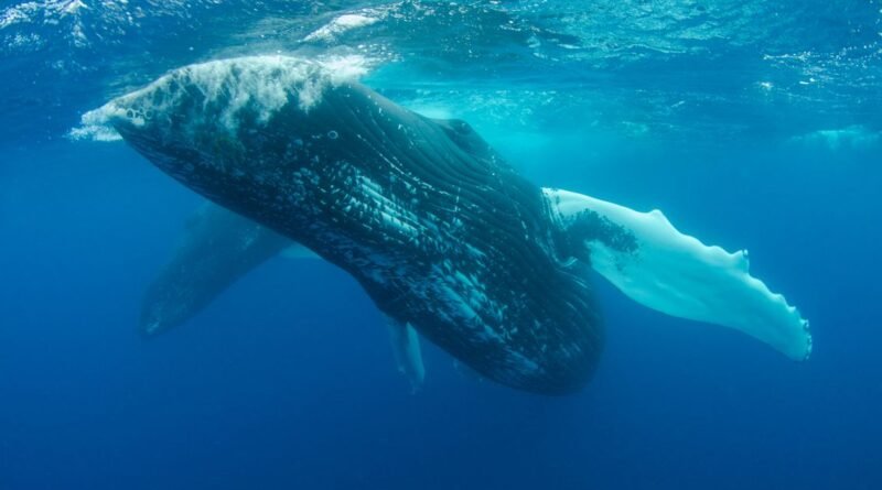 Blue Whale Facts: Size, Diet, Sounds and Lifespan Guide