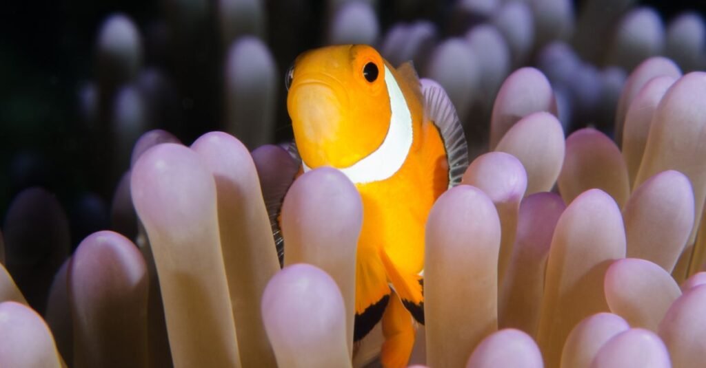Clownfish Facts: 25 Things You Didn't Know About Nemo's Kin