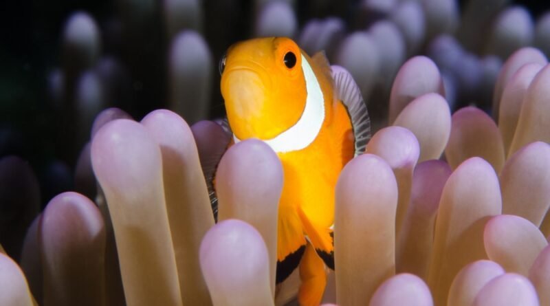 Clownfish Facts: 25 Things You Didn't Know About Nemo's Kin