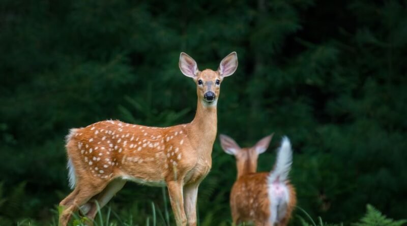 Wildlife Corridors Explained: How Nature Stays Connected