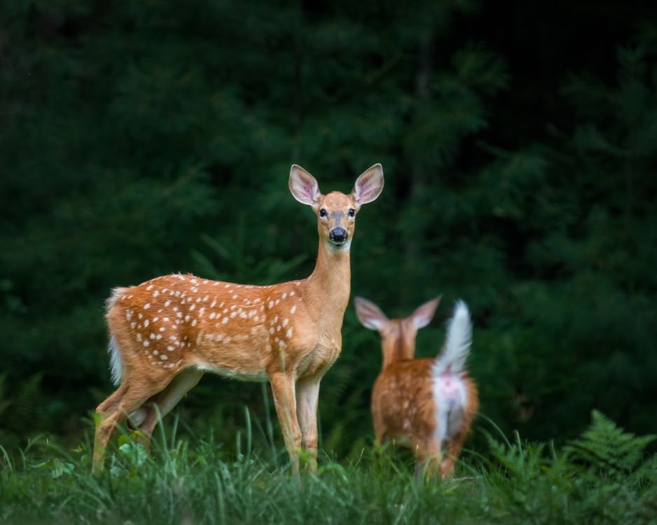 Wildlife Corridors Explained: How Nature Stays Connected