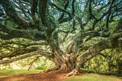 Oldest Trees in the World: Ancient Giants Explained